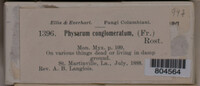 Physarum conglomeratum image